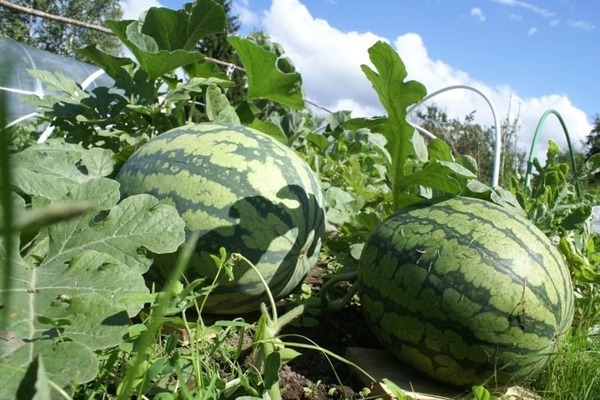 How to grow watermelons