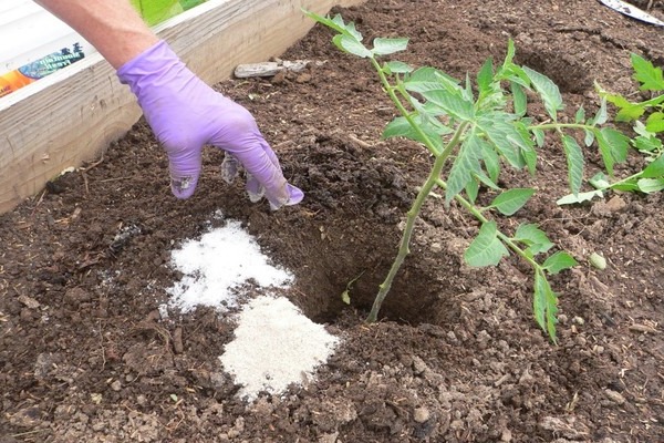 What fertilizers to apply to tomatoes