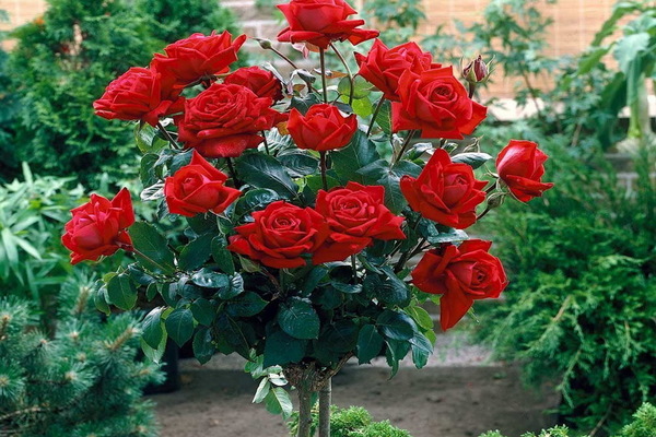 Pečiatka ruží Ingrid Bergman