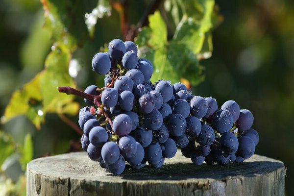 cabernet sauvignon grape variety
