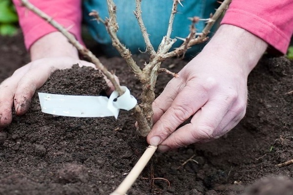 gooseberry transplant