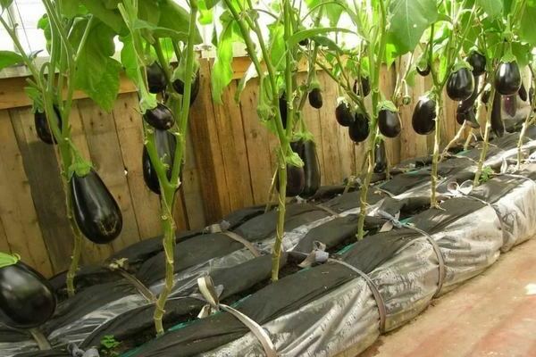 How to shape eggplants