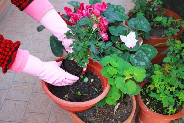 How to transplant a rose after purchase