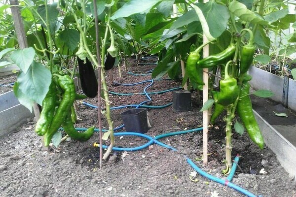 Ako zalievať papriku v skleníku