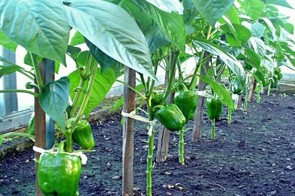 how to plant peppers in a greenhouse correctly