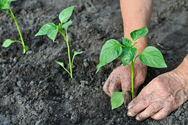 как правилно да засадите чушки в земята