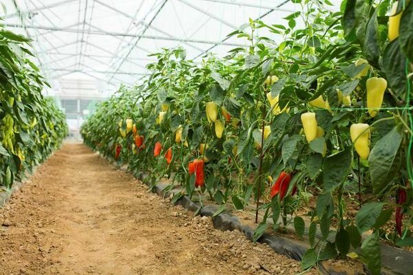 hvordan plante pepperplanter