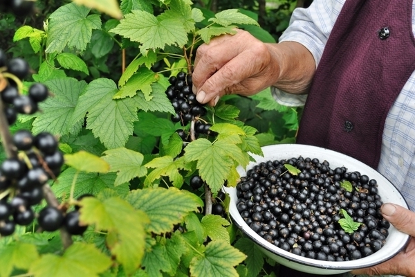 how to quickly collect currants
