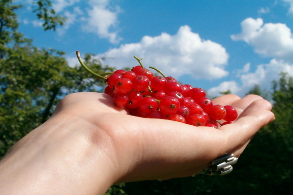 how to pick currants correctly