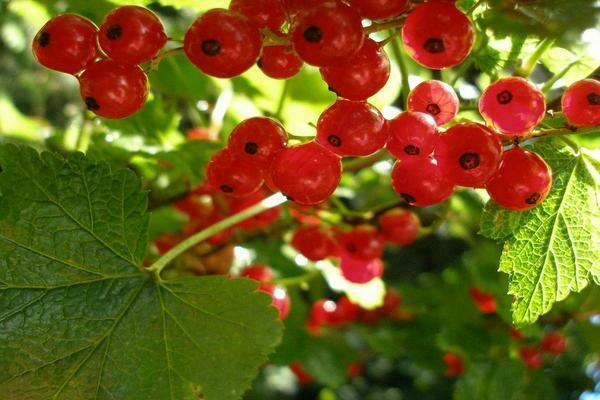 how to collect a currant bush