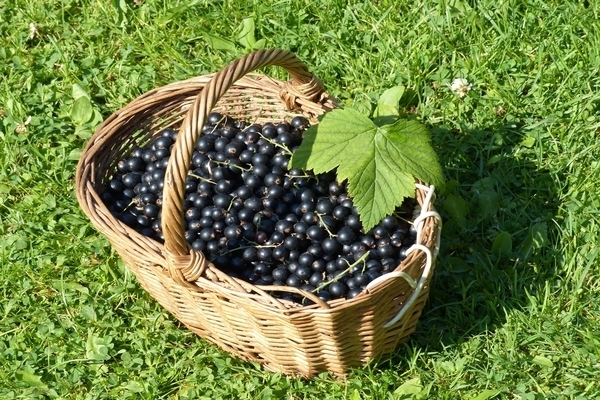 what currants to collect