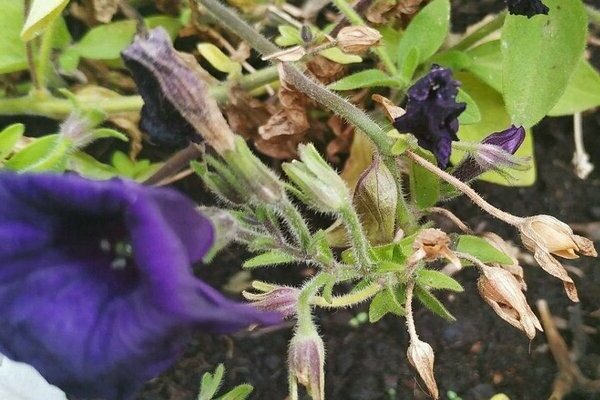 cómo recolectar semillas de petunia