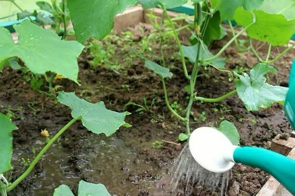 nitrogen fertilizers for cucumbers