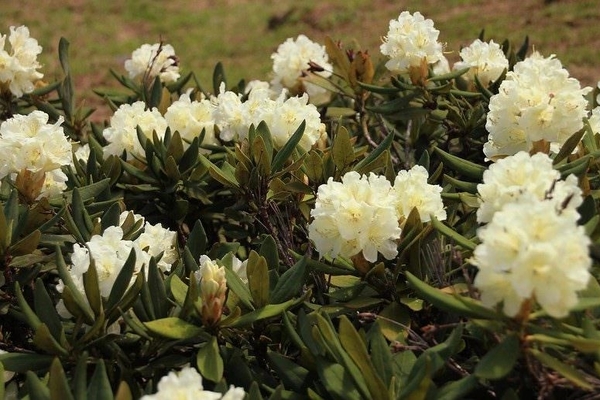 Kaukazský rododendron