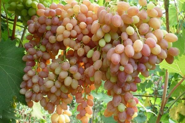 foto de uvas pasas