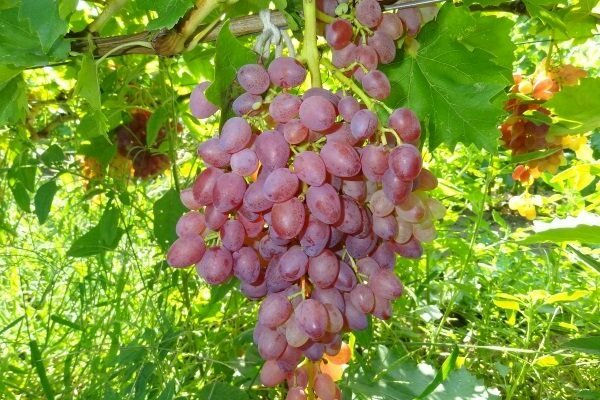 variedad de uva pasas radiantes