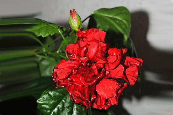 Bunga mawar Cina