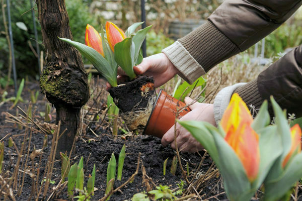 When to replant tulips