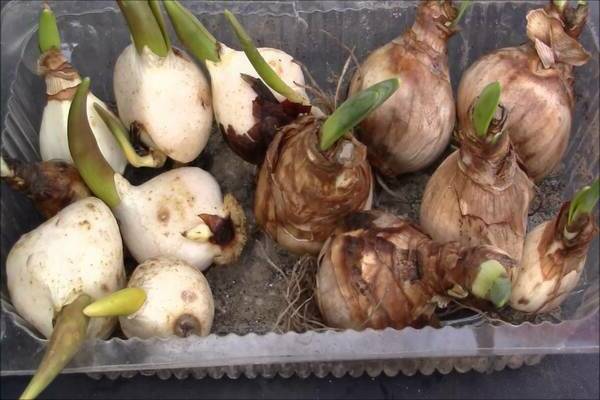 When to dig up daffodils: features of the bulb