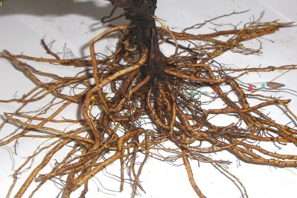 closed root grapes