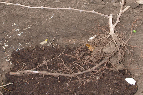 planting grapes with a closed root system