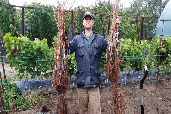 дълбочина на кореновата система на гроздето