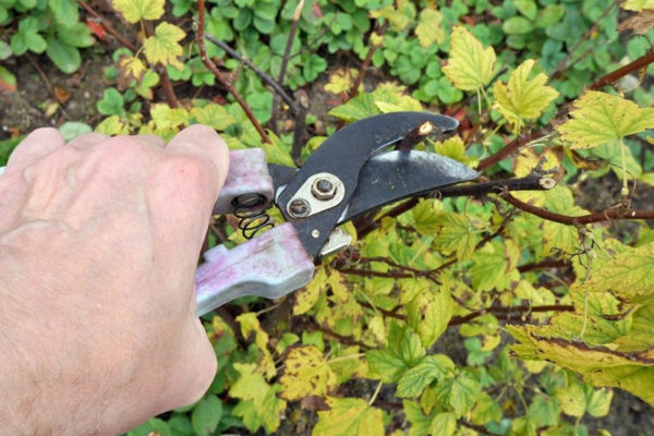 pruning currants