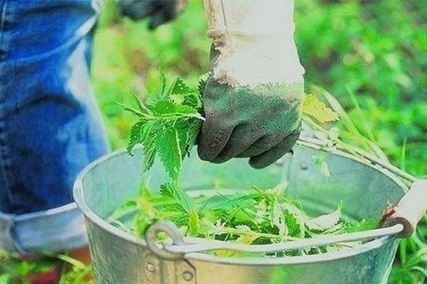 nettle for tomatoes