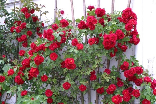 red roses photo