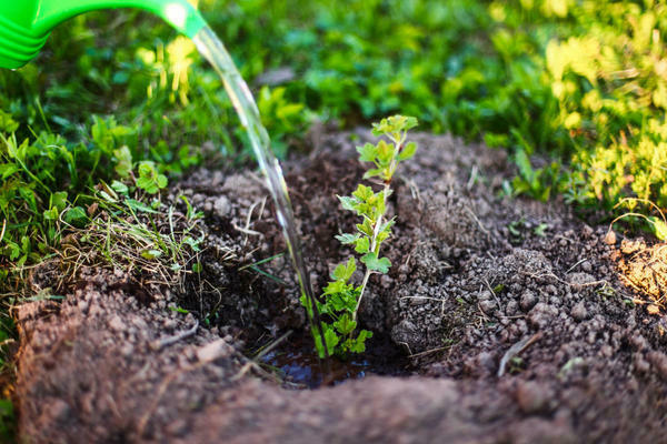 transplante de groselha