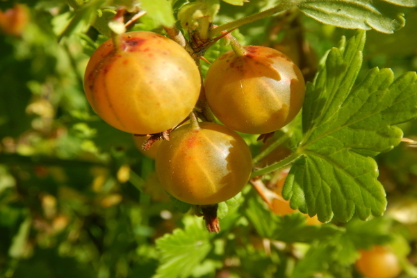 gooseberry finnish yellow