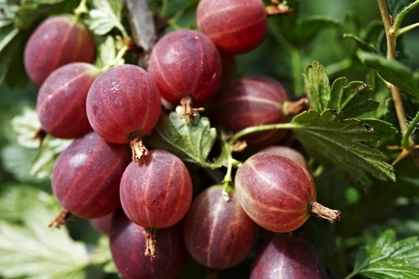 цариградско грозде финландска снимка