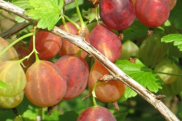 gooseberry variety grushenka