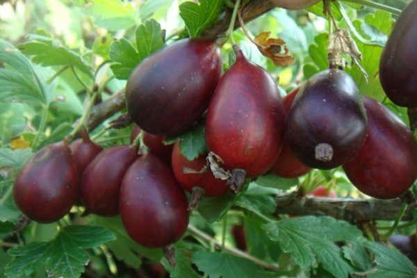 описание на сорта цариградско грозде