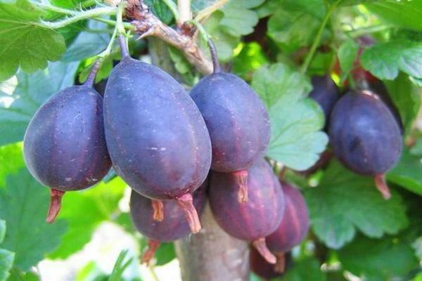 цариградско грозде рецензии