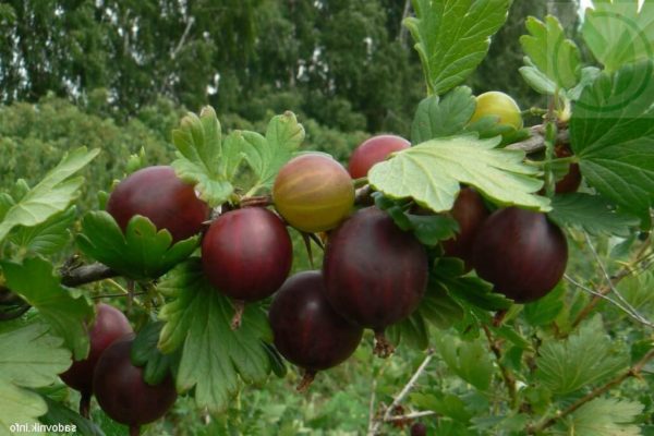gooseberry variety neslukhovsky