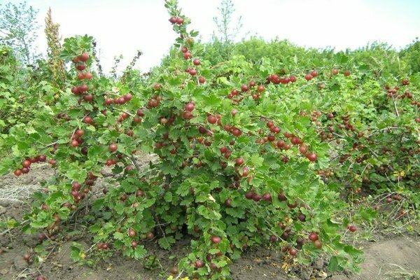 Gooseberry: penerangan tumbuhan