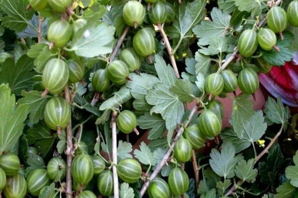 Gooseberry nghịch ngợm