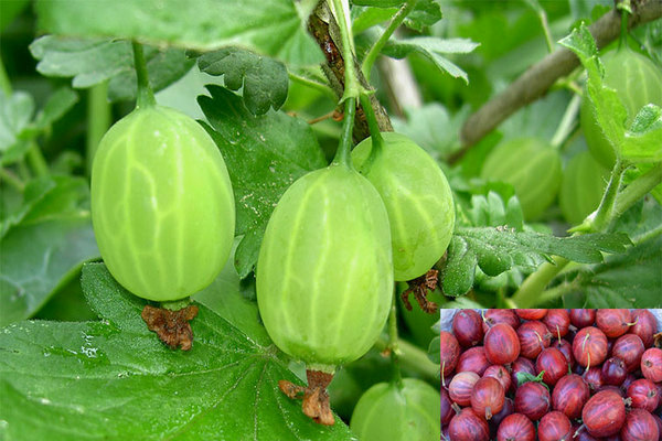 Gooseberry nghịch ngợm