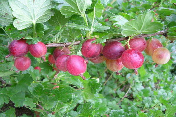 spinefree gooseberry