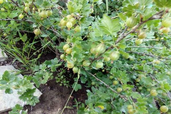 gooseberry pelbagai zamrud Ural