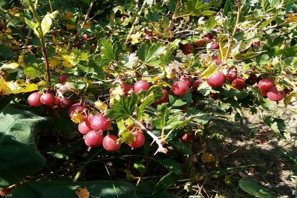 Ural pink gooseberry variety