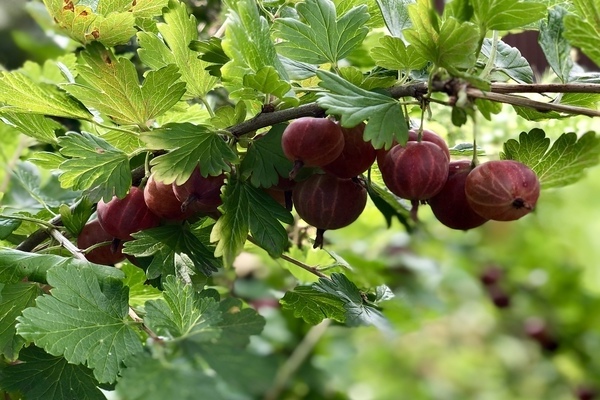 Описание на уралско розово цариградско грозде