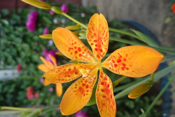 Chinese lily flower