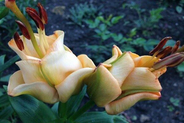 Tulip lily