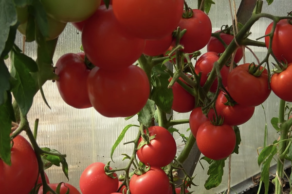 Description: early ripening tomato varieties. TOP-10 varieties