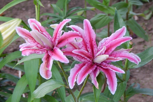 The most beautiful lilies