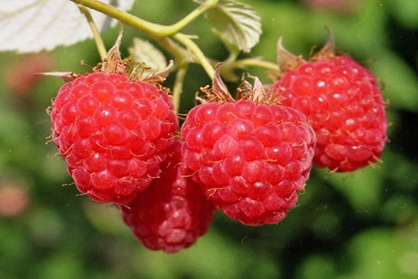 raspberry varieties