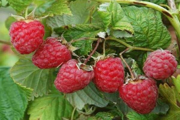 varieti raspberry