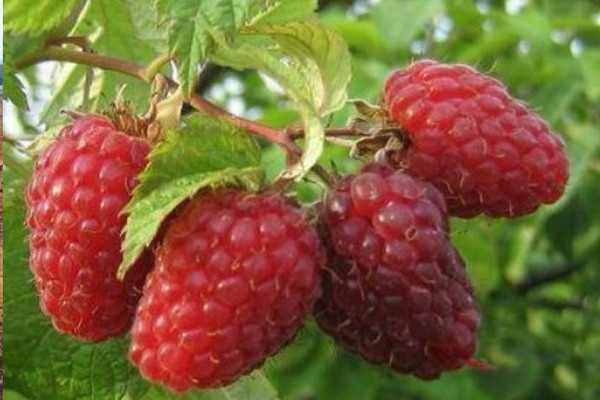 description of raspberry varieties